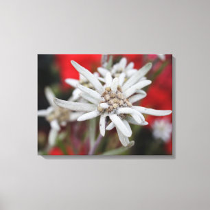 Lienzo Hermosa Edelweiss Leontopodium nivale