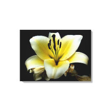 Hermosa Elegante Amarillo sobre Flor Negra
