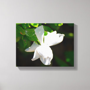 Lienzo Hermosa Flor de Gardenia