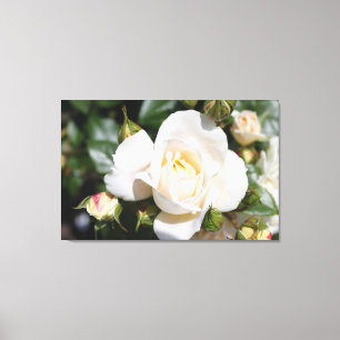 Lienzo Hermosa flor de rosa blanca.