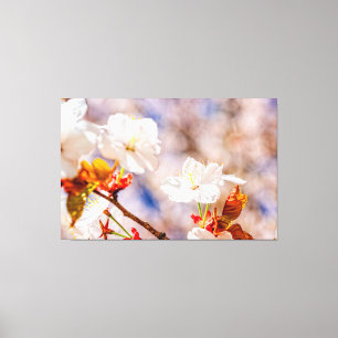 Lienzo Hermosa Flor De Sakura En Un Día Soleado De Primav