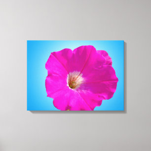 Lienzo Hermosa flor petunia rosa de fondo azul.