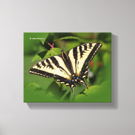 Lienzo Hermosa mariposa de cola cruda de tigre occidental