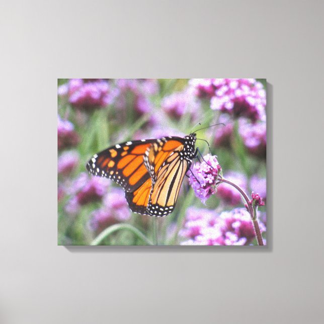 Lienzo Hermosa mariposa en flores moradas (Anverso)