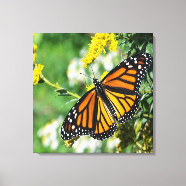 Lienzo Hermosa Mariposa Monarca (Anverso)