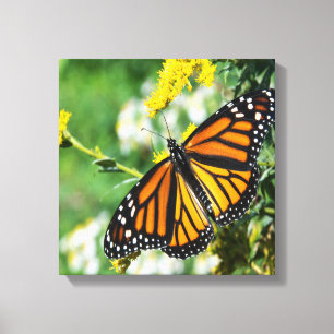 Lienzo Hermosa mariposa monarca