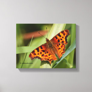 Lienzo Hermosa mariposa Naranja Satyr Comma