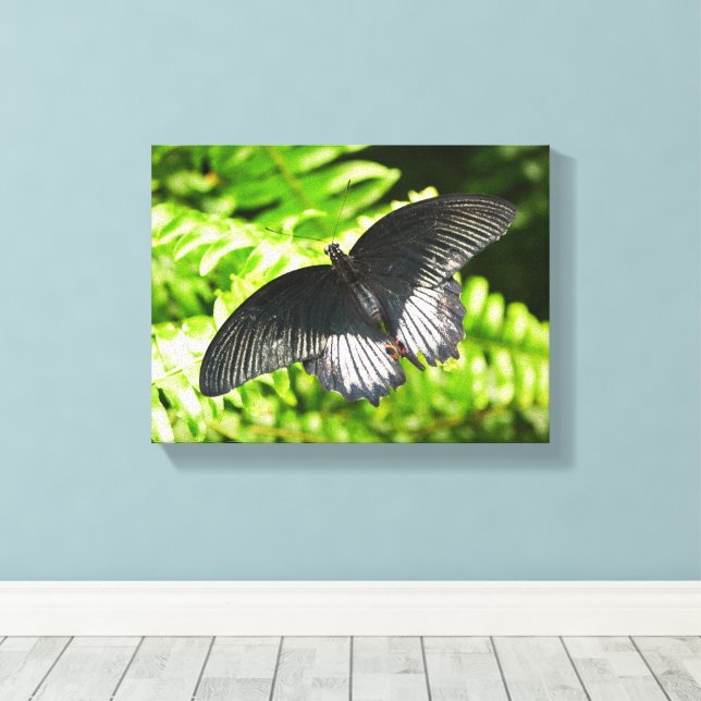 Lienzo Hermosa mariposa negra insecta la naturaleza (Insitu (piso de madera))