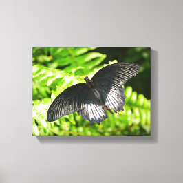 Lienzo Hermosa mariposa negra insecta la naturaleza