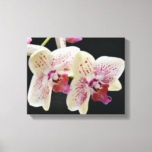Lienzo Hermosa orquídea blanca y rosa con fondo negro