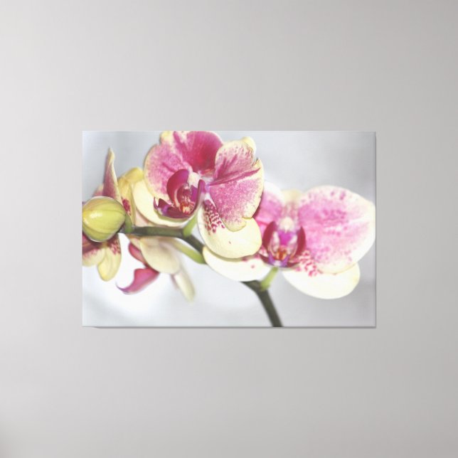 Lienzo Hermosa orquídea rosa (Anverso)