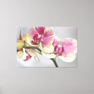 Lienzo Hermosa orquídea rosa