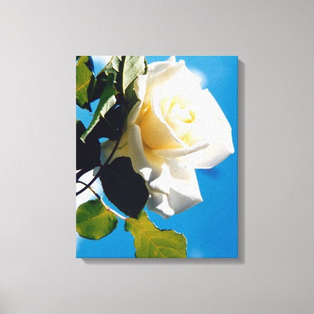Lienzo Hermosa rosa blanca (Anverso)