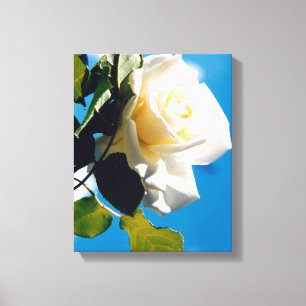 Lienzo Hermosa rosa blanca