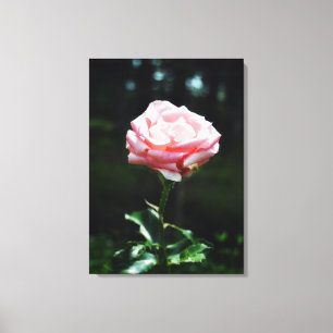 Lienzo Hermosa rosa rosa