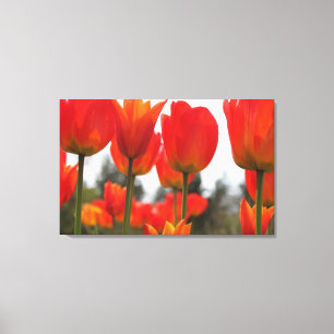 Lienzo Hermosas Flores Rojas De Tulipanes.