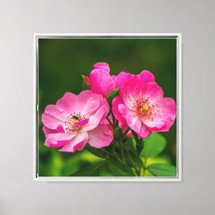 Lienzo Hermosas flores rosas-6845