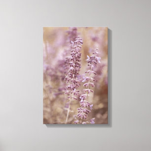 Lienzo Hermosas flores silvestres de la Lavanda Montana