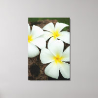 Hermosas Flores Tropicales En El Pacífico Sur