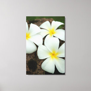 Lienzo Hermosas Flores Tropicales En El Pacífico Sur