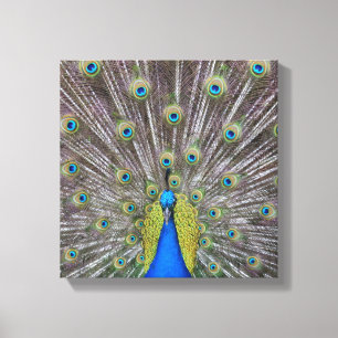 Lienzo Hermosas plumas de pavo real