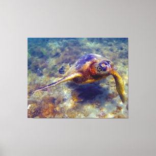 Lienzo Hermosas tortugas marinas