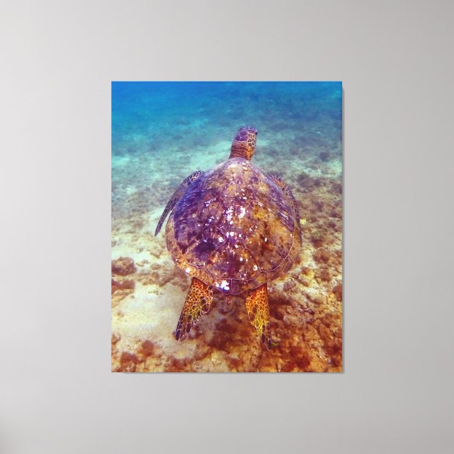 Lienzo Hermosas tortugas marinas (Anverso)