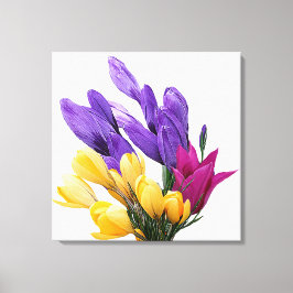 Lienzo Hermoso bonito floral colorido tulipán crocus