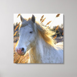 Lienzo Hermoso caballo