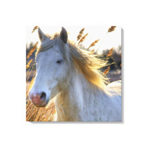 Hermoso caballo
