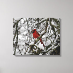 Lienzo Hermoso cardenal rojo en un árbol relleno de nieve