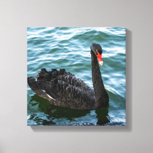 Lienzo Hermoso cisne negro