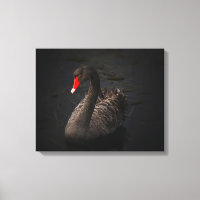 Hermoso cisne negro con un brillante pico rojo