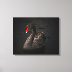 Lienzo Hermoso cisne negro con un brillante pico rojo