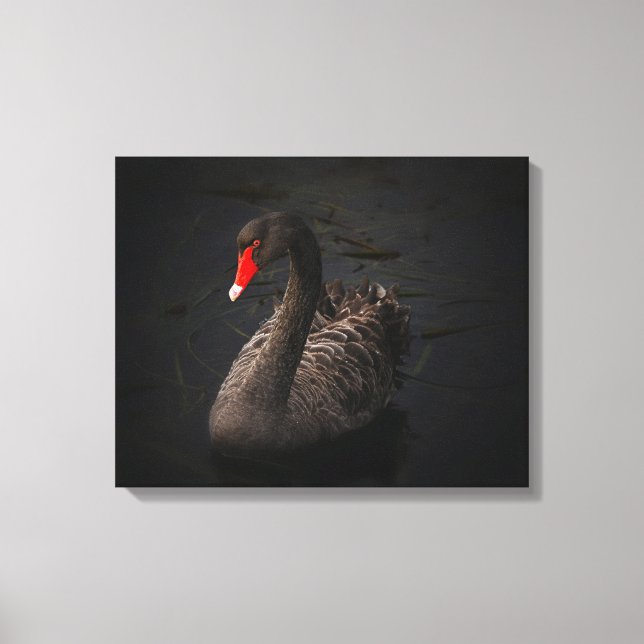 Lienzo Hermoso cisne negro con un brillante pico rojo (Anverso)