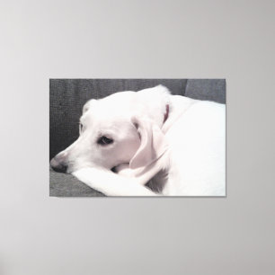 Lienzo Hermoso Elegante Perro Blanco Exquisito 