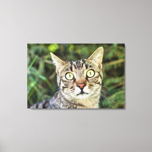 Lienzo Hermoso gato gitano de ojos verdes