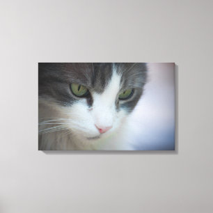 Lienzo Hermoso gato tabby y blanco mirando hacia abajo