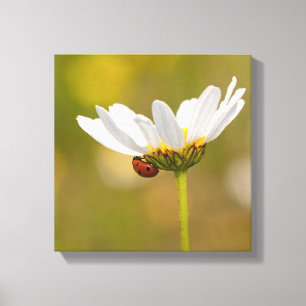 Lienzo Hermoso insecto de labranza en la imagen de Oxeye