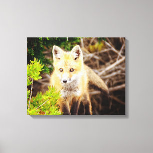 Lienzo Hermoso jovenzal de Fox Kit