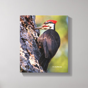 Lienzo Hermoso pájaro carpintero apilado en el árbol