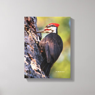 Lienzo Hermoso pájaro carpintero pileado en el árbol