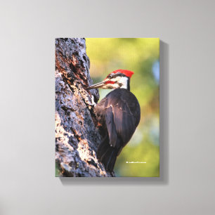 Lienzo Hermoso pájaro carpintero pileado en el árbol