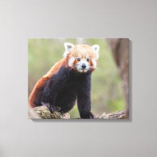 Lienzo Hermoso Panda Rojo en una rama