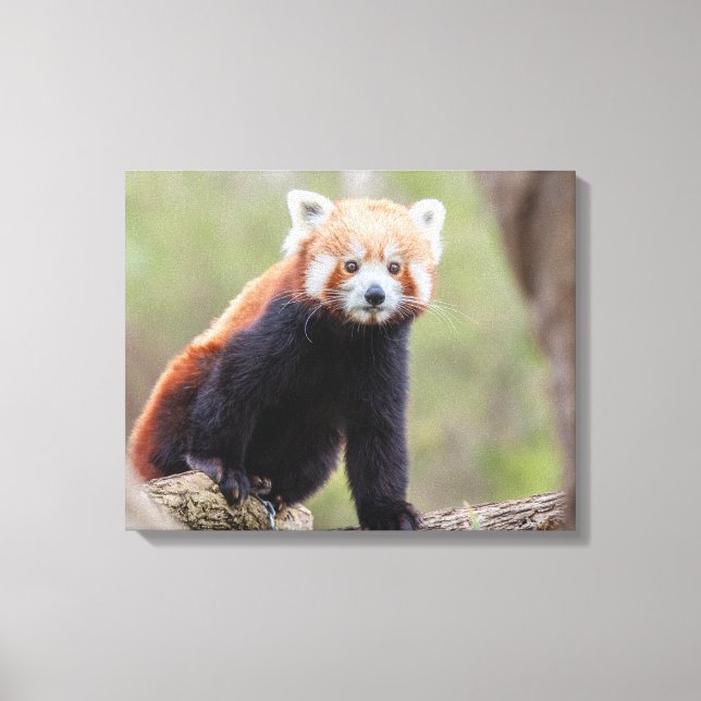 Lienzo Hermoso Panda Rojo en una rama (Anverso)