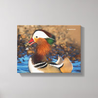 Hermoso pato chatty mandarín en el estanque