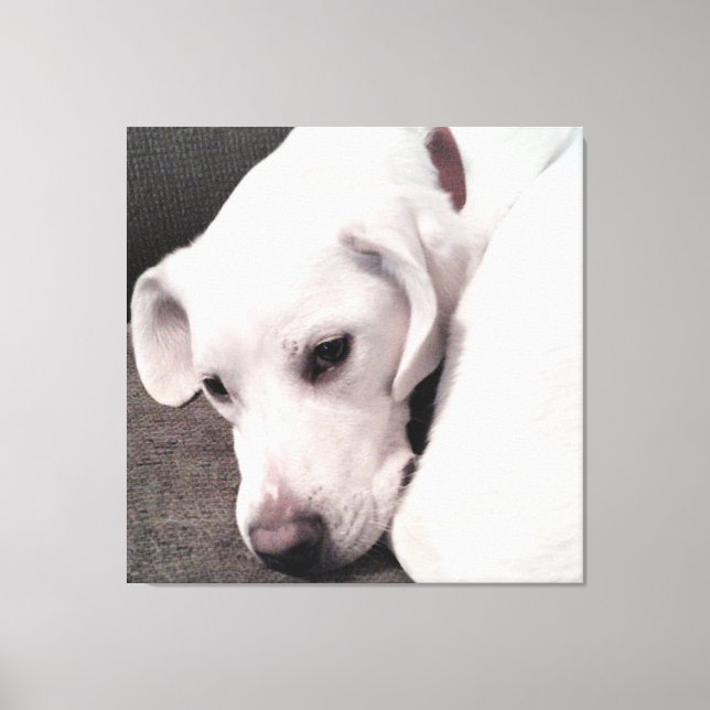 Lienzo Hermoso perro blanco perezoso elegante (Anverso)