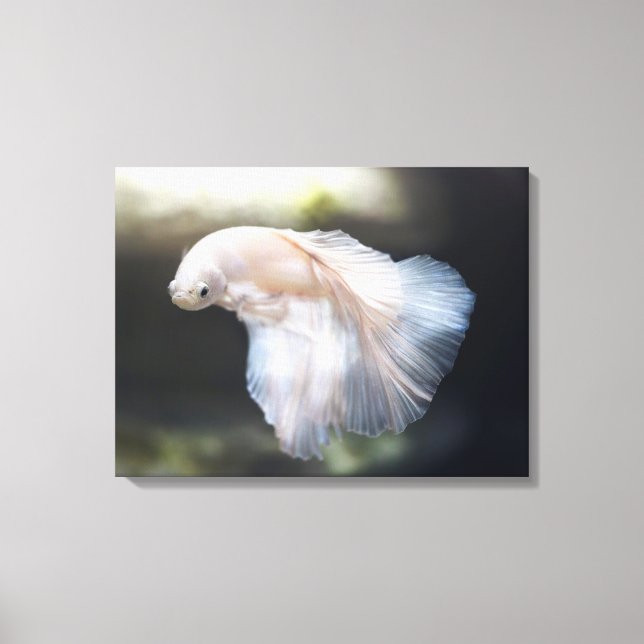 Lienzo Hermoso Pez Betta Siames Blanco Luchador (Anverso)