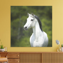 Lienzo Hermoso retrato de fondo verde del caballo blanco