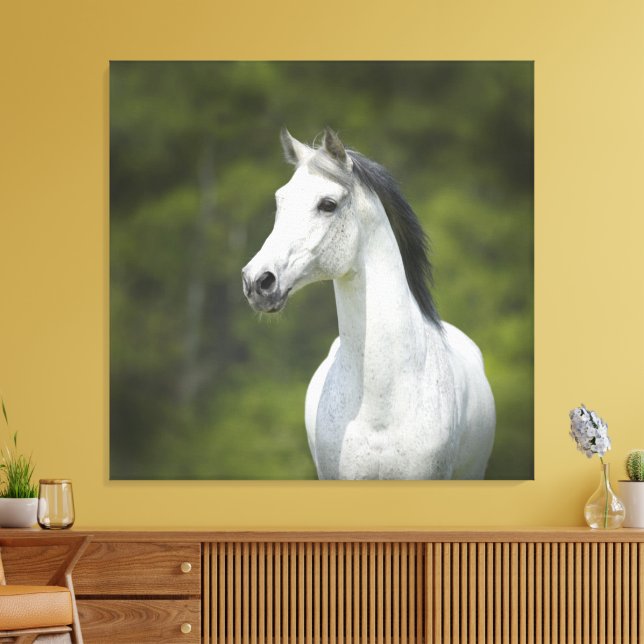 Lienzo Hermoso retrato de fondo verde del caballo blanco (Insitu (Sala de estar))